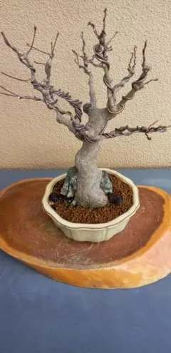 2026年最新】盆栽 石付の人気アイテム - メルカリ