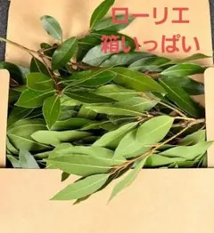 新鮮 生ローリエ 月桂樹 枝付き 箱いっぱいのサムネイル