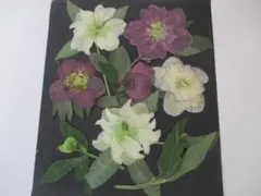 押し花花材　クリスマスローズの押し花　A