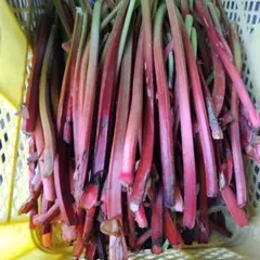 信州産地、新鮮なルバーブ 茎 野菜、ネコポス、箱込み970gのサムネイル
