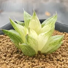 みたらし様　専用