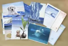 ポストカード まとめ売り　いぬ　ペンギン　イルカなど