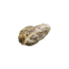 Nature of Japan 日本のいきもの１　マガキ　フィギュア