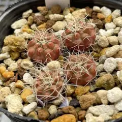 サボテン 札落ち 5本 抜き苗 多肉植物 寄せ植え インテリア - メルカリ
