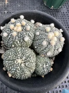 デニグリー錦 大疣 国内実生 鉢植えメルカリ便送料込み 2026年最新】疣の人気アイテム - メルカリ