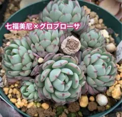 多肉植物（多肉アンさん）七福美尼×グロブローサ　6cmポット苗①のサムネイル