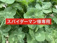 専用です