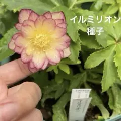2026年最新】加藤農園クリスマスローズの人気アイテム - メルカリ