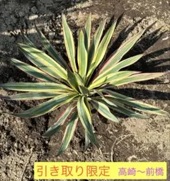 ユッカ レクルビフォリア ゴールドリボン - メルカリ