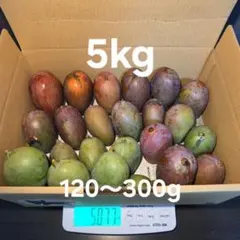 宮崎県産 摘花 グリーン マンゴー 6キロ - メルカリ
