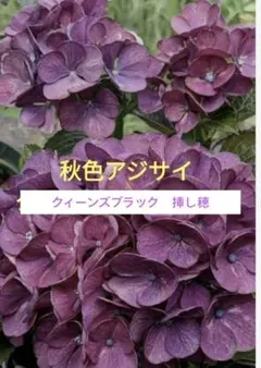 ⑧アジサイ「ララバイ」10.5cmポット KAMOセレ ラベル付き正規品