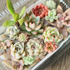 NEW❗️ 【レア種】ルナレン入り　多肉植物詰め合わせ　多肉植物カット　多肉弁当❣️