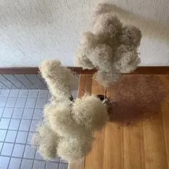 スモークツリー ボリューム 枝付き 特大 3本 ＊ ふわふわ ドライ