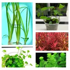 シャクシ様のリクエスト_ 2点 まとめ商品