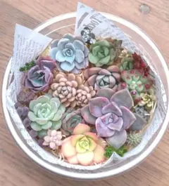 多肉植物　カット苗セット　カット苗詰め合わせ　B