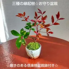 ・*.punchan‪‪‪.*¨̮・様 リクエスト 2点 まとめ商品