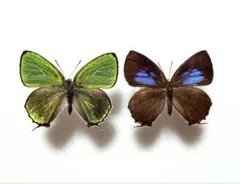 2026年最新】蝶標本の人気アイテム - メルカリ