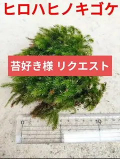 2026年最新】苔飾りの人気アイテム - メルカリ