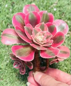 多肉植物　アエオニウム　ピンクウィッチ 1株 木立カット苗のサムネイル