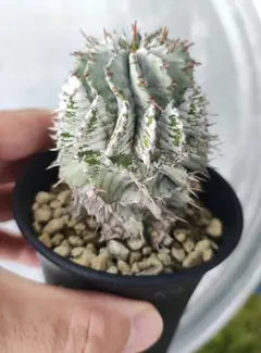 2025年最新】関上ホリダの人気アイテム - メルカリ