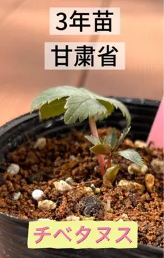 もり子❤(ӦｖӦ。)プロフィール必読様 リクエスト 3点 まとめ商品