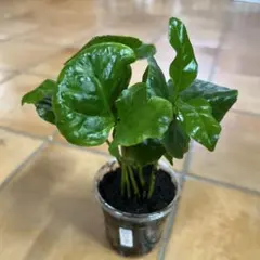 Liliana様 リクエスト 2点 まとめ商品