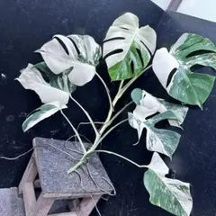 斑入りモンステラ ホワイトタイガー極美大株58cm白斑多レア ミ*ミ様 斑入りモンステラ ホワイトタイガー極美大株64cm白斑多レア