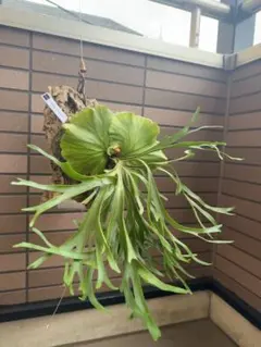 2025年最新】リドレイ 細葉の人気アイテム - メルカリ