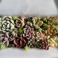 多肉植物 カット苗詰め合わせ セット