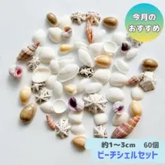 貝殻　お得　貝がら　アソート　夏休み　工作　美術　飾り　夏　海　シェル　自由研究