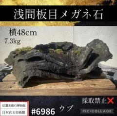6986 浅間板目メガネ石 ウブ 溶岩 盆栽 付石 庭石 自然石 山 美品 天目 共箱あり - メルカリ