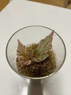 Begonia sp. Crazy pink ベゴニア クレイジーピンク 原種 - メルカリ