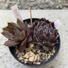 のんのん様 リクエスト 4点 まとめ商品