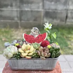 多肉寄せ植え✿ちまちま寄せ植え✿そのまま飾れます - メルカリ