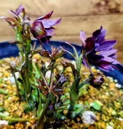 ヒ*ロ様 ❤️開花株❤️♈️ 707 ⭐️超レア⭐️ダーク【クレオパトラ】特に花 ❤️開花株❤️♈️ 707 ⭐️超レア⭐️ダーク【クレオパトラ