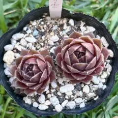 紅夕月】カット苗 センペルビウム 多肉植物 - メルカリ