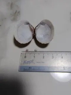 天然貝殻と小さな真珠状の粒
