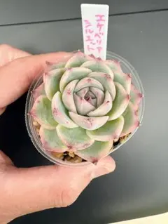 シルエット 989 エケベリア 多肉植物 抜き苗 - メルカリ