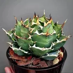 2025年最新】チタノタ子株の人気アイテム - メルカリ