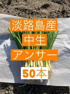 2025年最新】玉ねぎ苗の人気アイテム - メルカリ