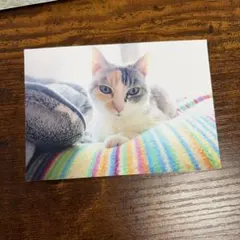 けいこ写真　猫　スリマ　3markets カザマタカフミ