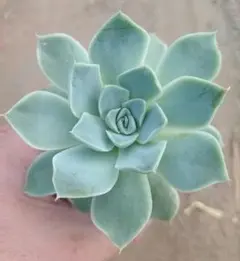 多肉植物 白牡丹 葉挿しっ子 - メルカリ