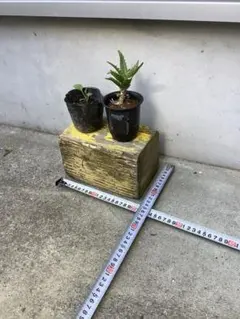 슬리퍼 스타일의 손상된 목재 화분 스탠드 약 30cm