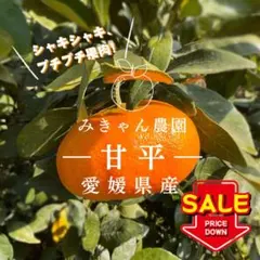高級柑橘✨愛媛県西宇和産　甘平4キロ　減農薬　そろそろ終盤