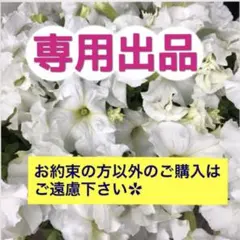 【【たかのつめ 様　専用出品】】