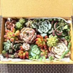 多肉植物セット 多肉弁当③