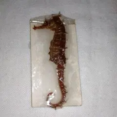 2026年最新】タツノオトシゴ剥製の人気アイテム - メルカリ