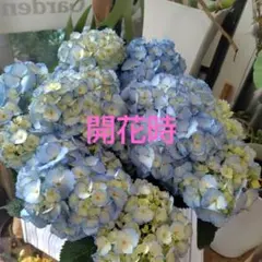 MEG8810☆様専用 モールフラワー 紫陽花 - メルカリ