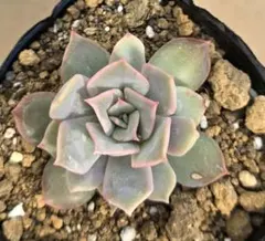 Happiness One様 リクエスト 6点 まとめ商品