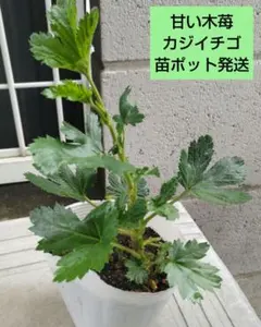甘い木苺　カジイチゴ　トゲなし　ポット発送